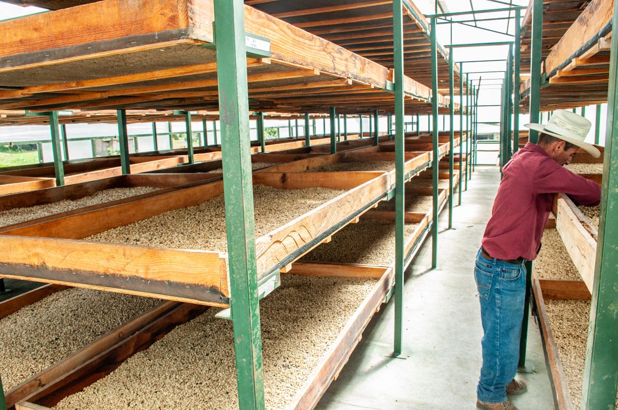  WET COFFEE BENEFIT SOLAR DRYER 