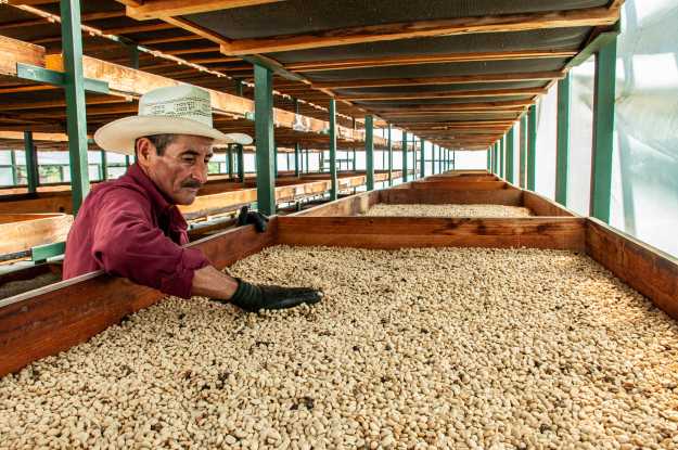 Coffee classification